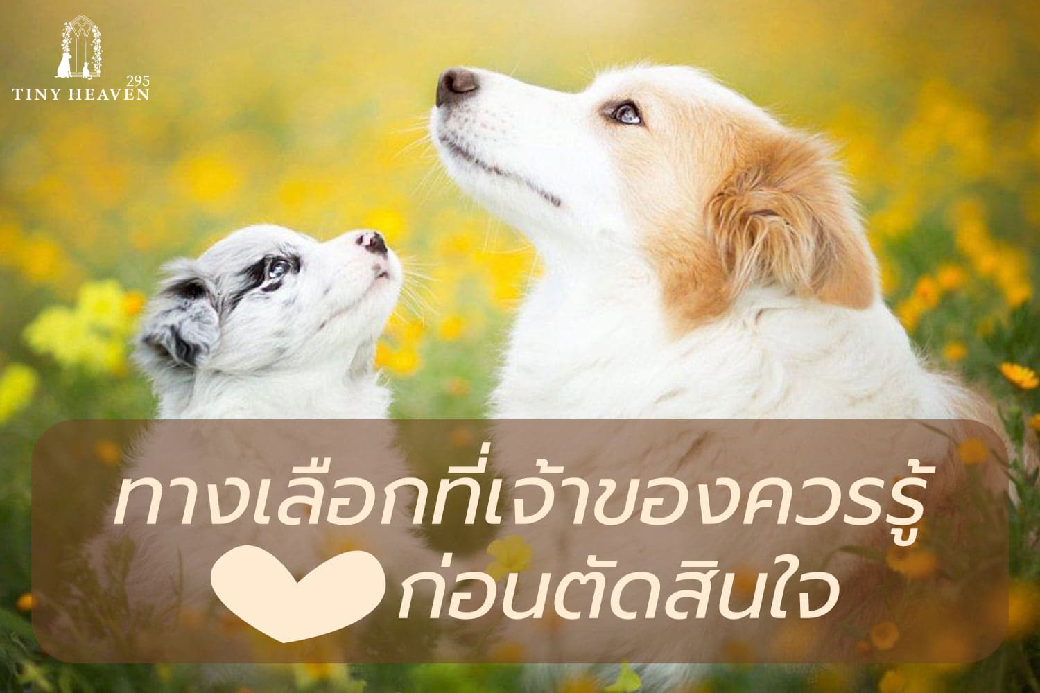 เผาสุนัขราคาถูก