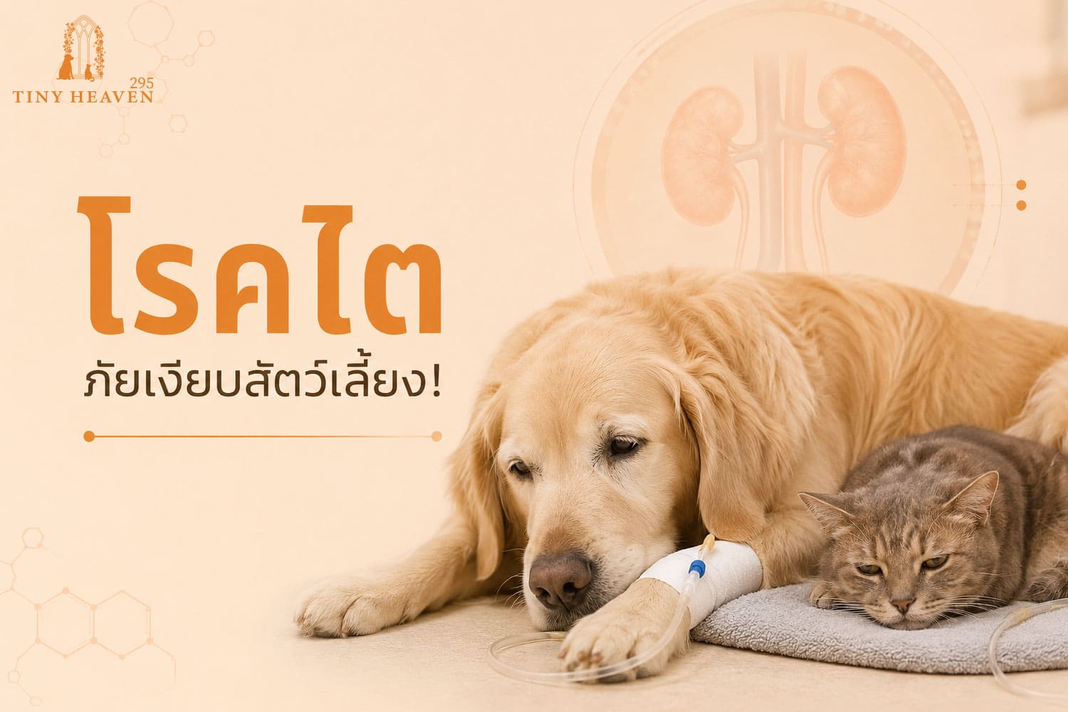 โรคไต